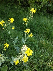 Brassica napus