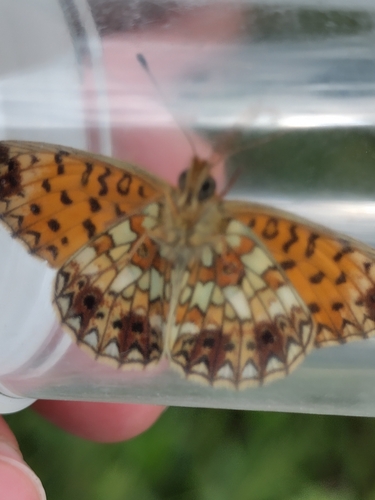 Eurasian Silver-bordered Fritillary