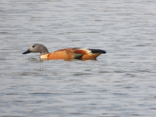 iNaturalist image