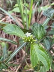 Mussaenda parviflora