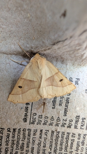 Scalloped Oak