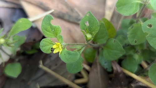 Lysimachia japonica, photograph 4