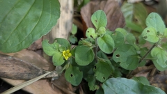 Lysimachia japonica, photograph (c) Cheng-Te Hsu, some rights reserved (CC BY)
