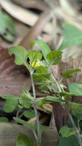 Lysimachia japonica, photograph 6