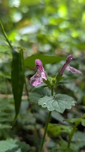 Suzukia shikikunensis