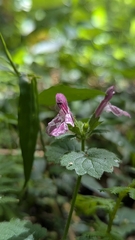 Suzukia shikikunensis