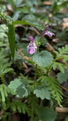 Suzukia shikikunensis, photograph (c) Cheng-Te Hsu, some rights reserved (CC BY)