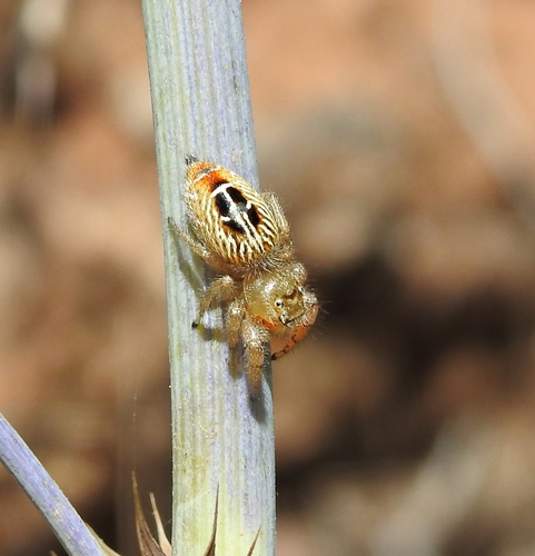 Thyene imperialis