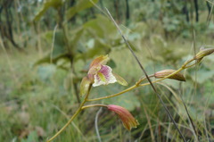 Bletia ensifolia
