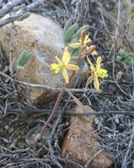 Bulbine mesembryanthemoides