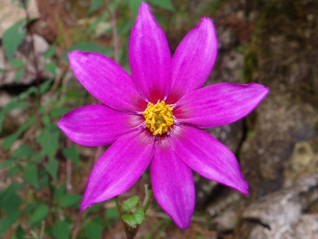 Black dahlia