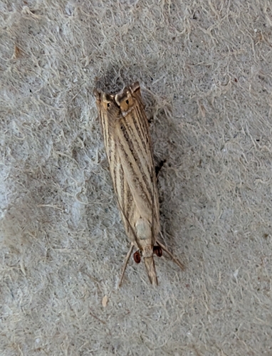 Garden Grass-veneer