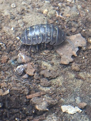 Armadillidium vulgare