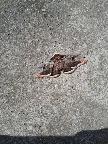 Giant Peacock Moth