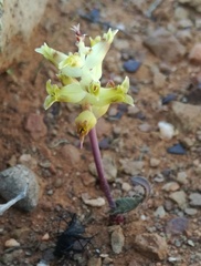 Lachenalia ameliae