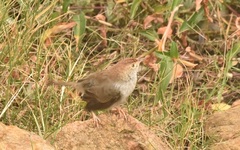 Cisticola aberrans