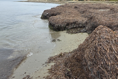 Neptune Grass