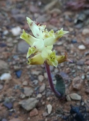 Lachenalia ameliae
