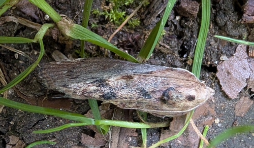 Greater Wax Moth