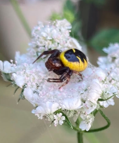 Napoleon Spider