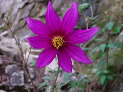Dahlia atropurpurea