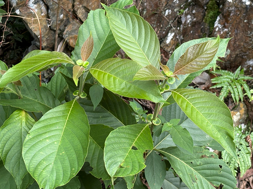 Wendlandia uvariifolia, photograph 1