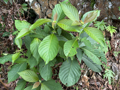 Wendlandia uvariifolia