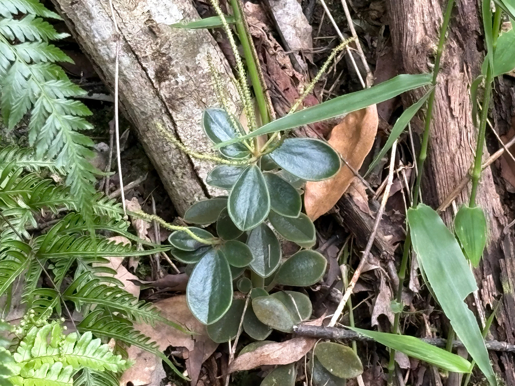 Peperomia japonica; photograph (c) 黃美滿, some rights reserved (CC BY)