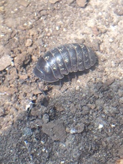 Armadillidium vulgare