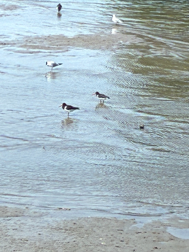 Eurasian Oystercatcher