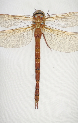 Brown Hawker