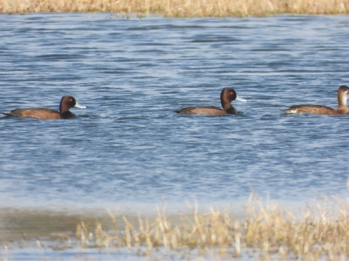 iNaturalist image