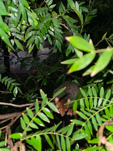 Eastern Ring-tailed Possum