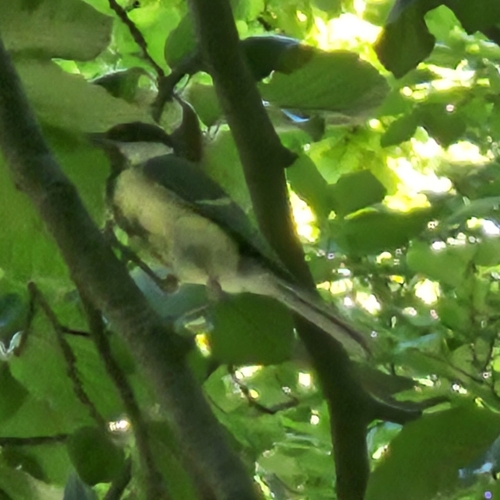 Great Tit