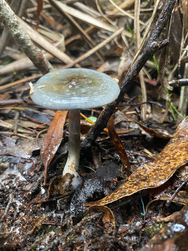elegant blue webcap