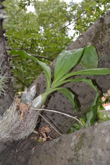 Catasetum fimbriatum