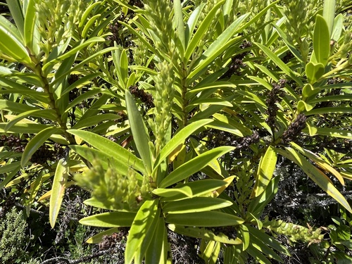 Veronica subalpina, photograph 1