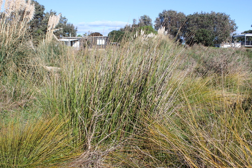 Machaerina articulata, photograph 5