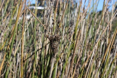 Machaerina articulata, photograph (c) Joe Dillon, some rights reserved (CC BY)