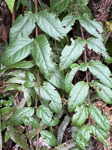 Lonicera hypoglauca
