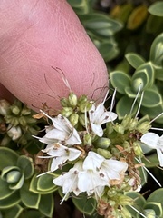 Veronica buchananii