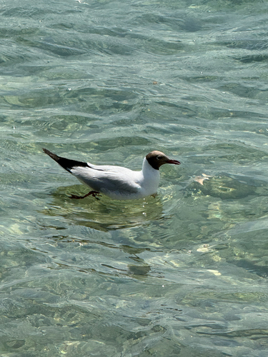 Black-headed Gull