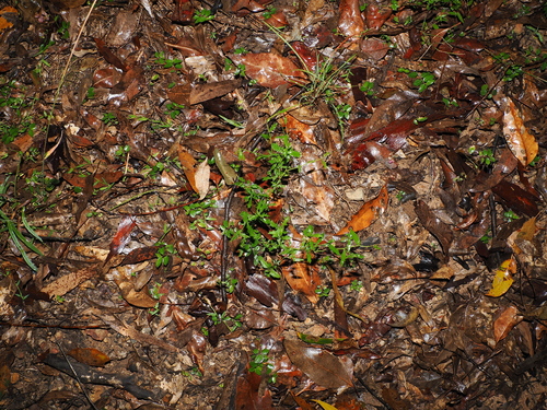 Calotis dentex, photograph 1