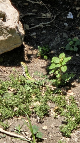 Italian Wall Lizard
