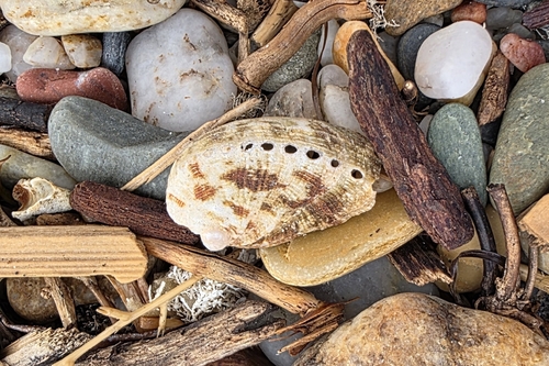 Haliotis tuberculata tuberculata