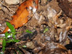 Calotis dentex, photograph (c) Lucas Christofides, some rights reserved (CC BY)
