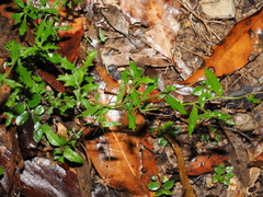 Calotis dentex, photograph (c) Lucas Christofides, some rights reserved (CC BY)