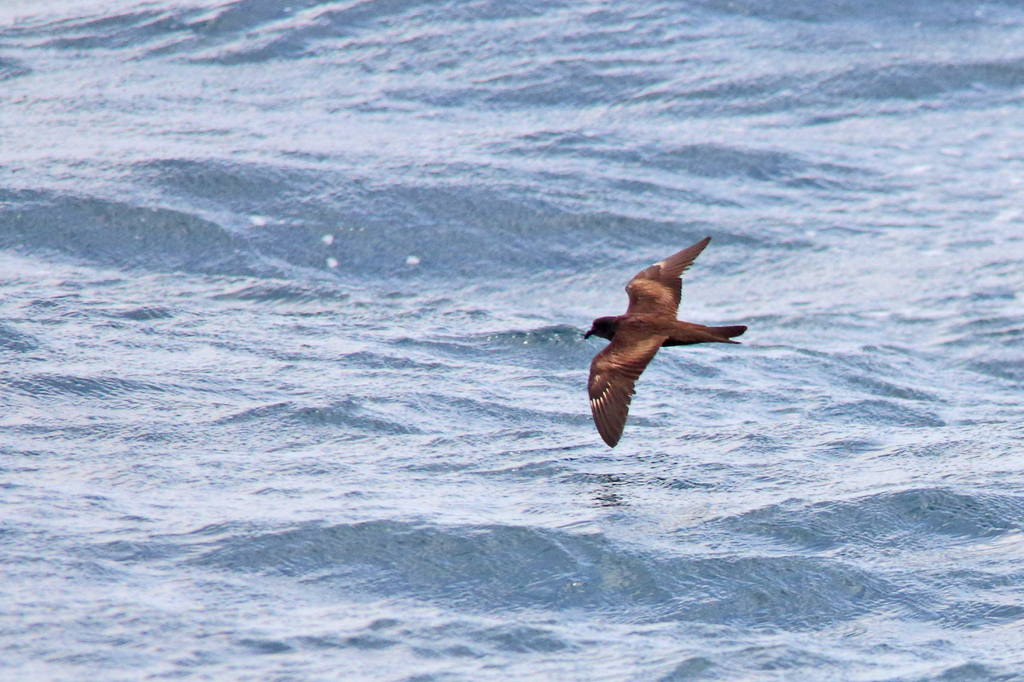 Matsudaira's Storm-Petrel