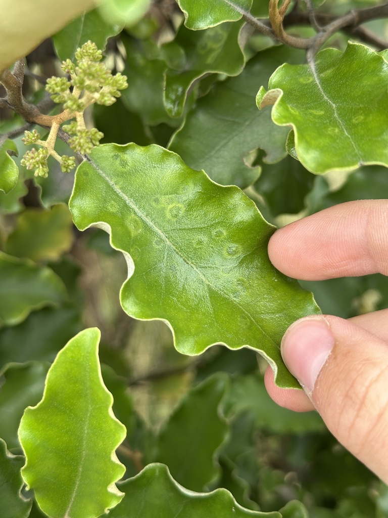 Akeake Blister Gall Midge