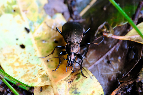 Carabus arrowianus arrowianus